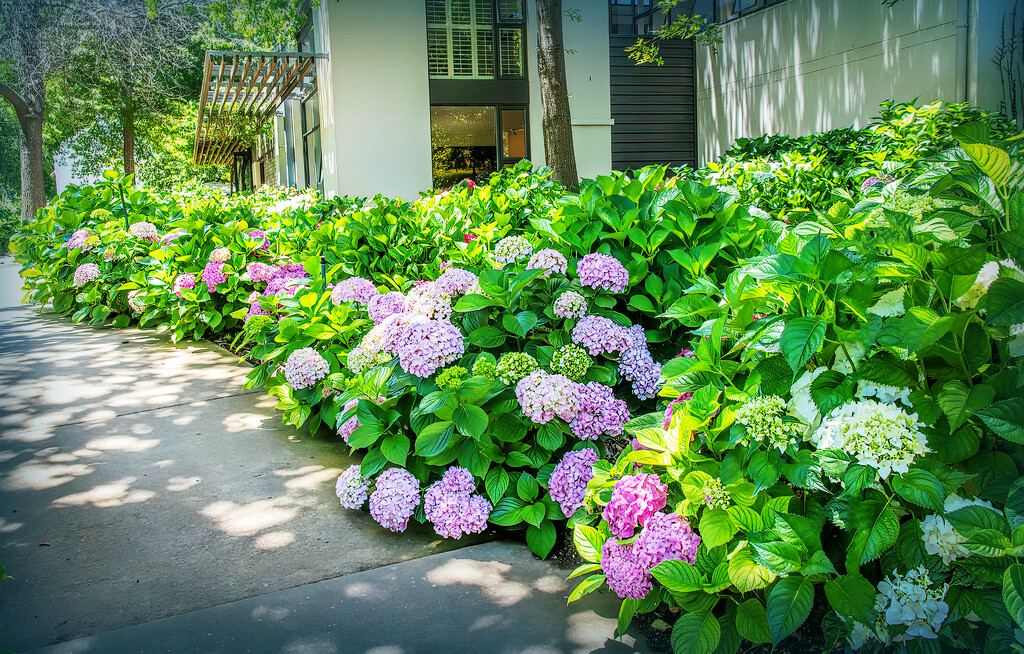 Hydrangeas  by ludwigsdiana