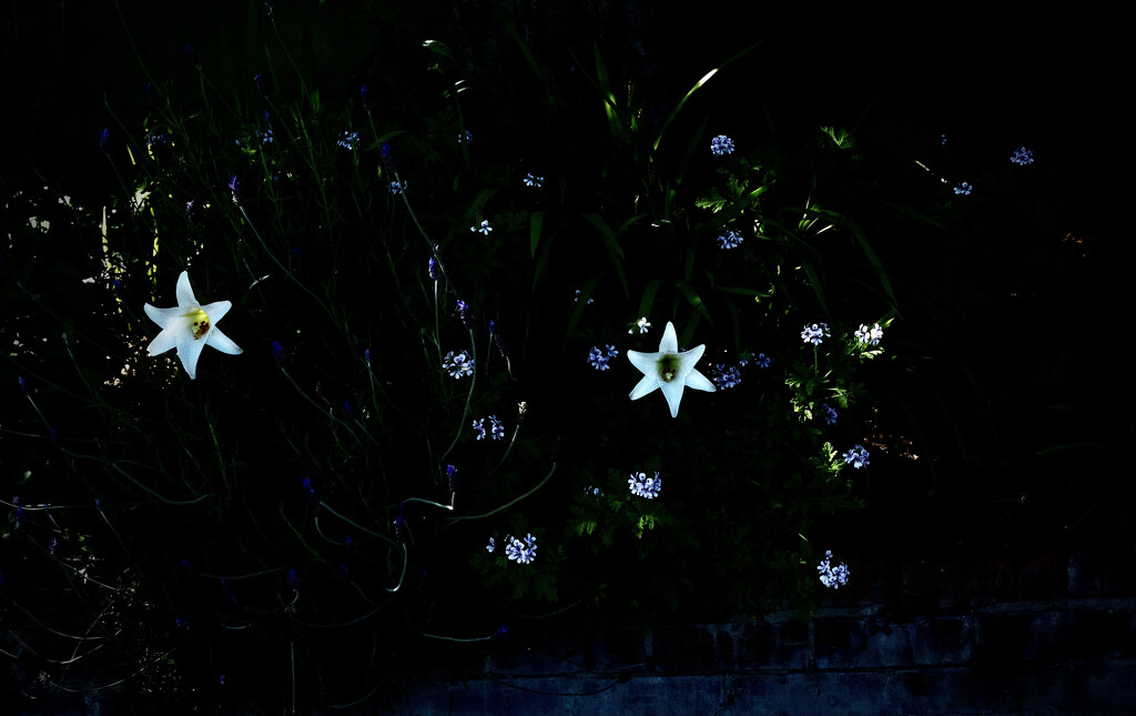 Stars in the dark.. by maggiemae