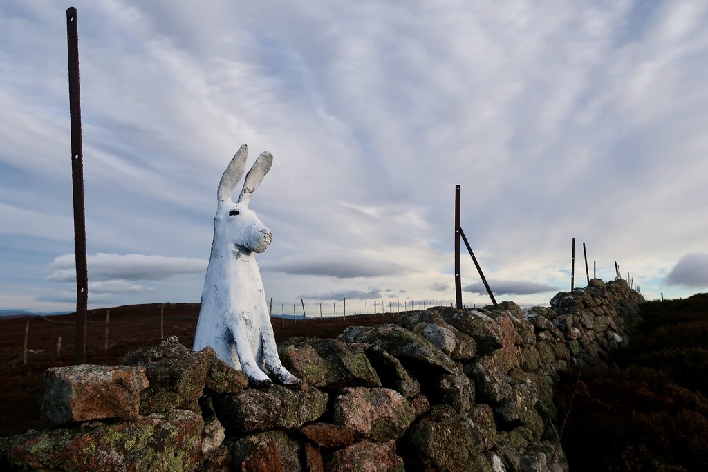 Pannanich Hare in his winter pelage by jamibann