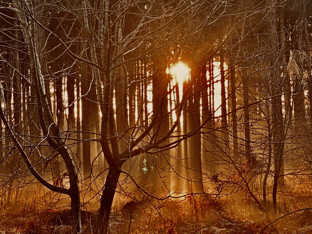 Sun and fog in Forrest  by cafict