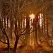 Sun and fog in Forrest  by cafict