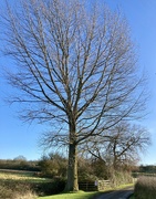 15th Jan 2022 - Winter trees 6. Black poplar. 
