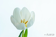 14th Jan 2022 - White tulip