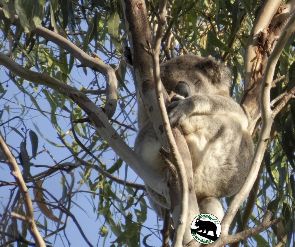 the name's Hugo by koalagardens