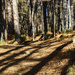 Pine Needles and Shadows by k9photo