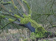 14th Jan 2022 - Mossy tree