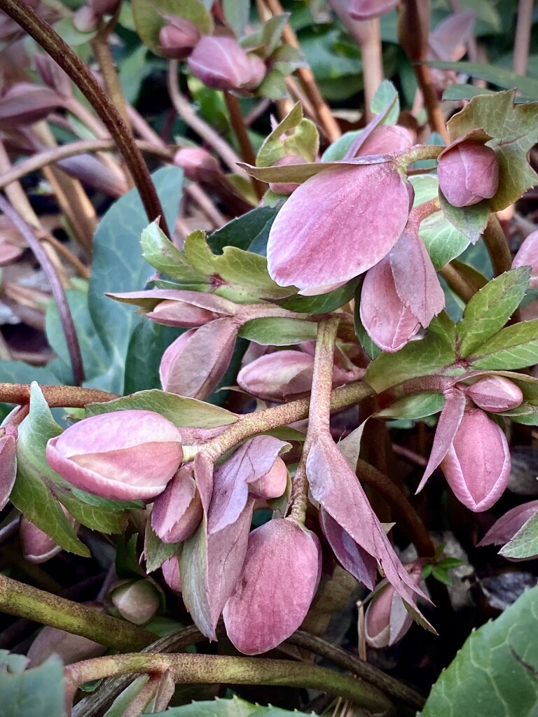 Hellebores Budding by calm