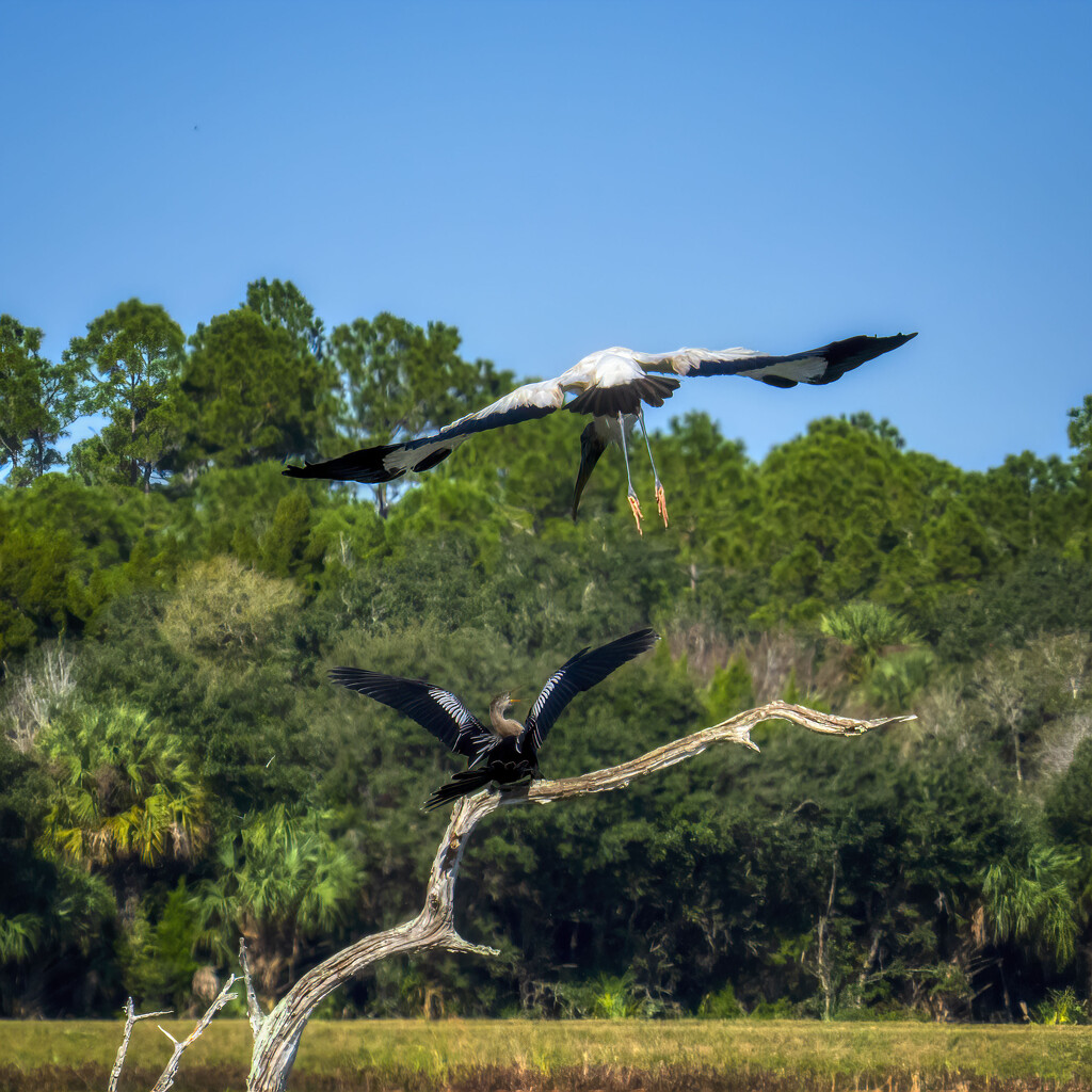 Anhinga vs Wood Stork #3 by kvphoto