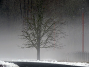 13th Jan 2022 - Walking in the fog