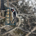 Downy woodpecker  by ljmanning