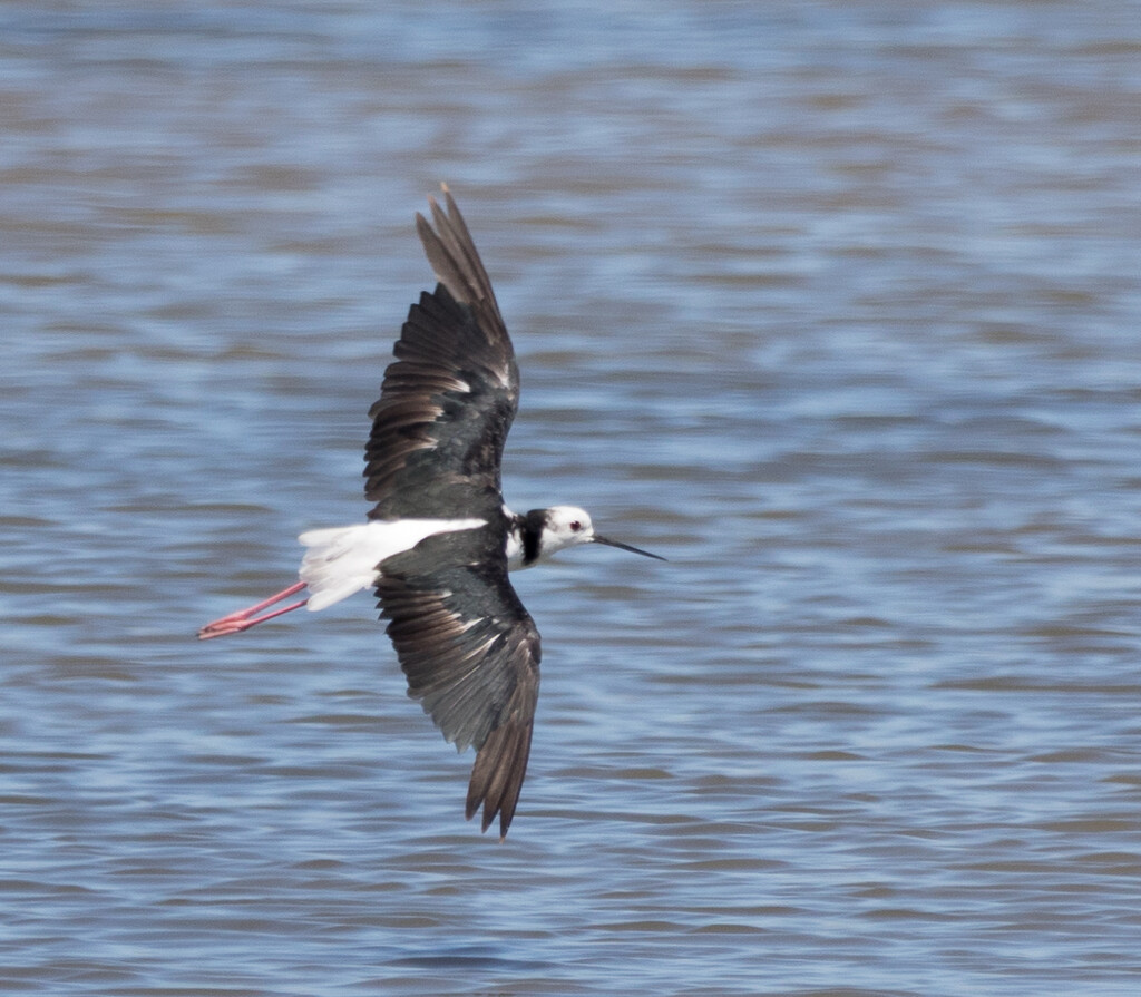pied stilt - zooming over the lake  by creative_shots