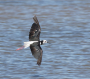 22nd Dec 2021 - pied stilt - zooming over the lake 