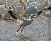 14th Jan 2022 - LHG_0866White pelican takes off