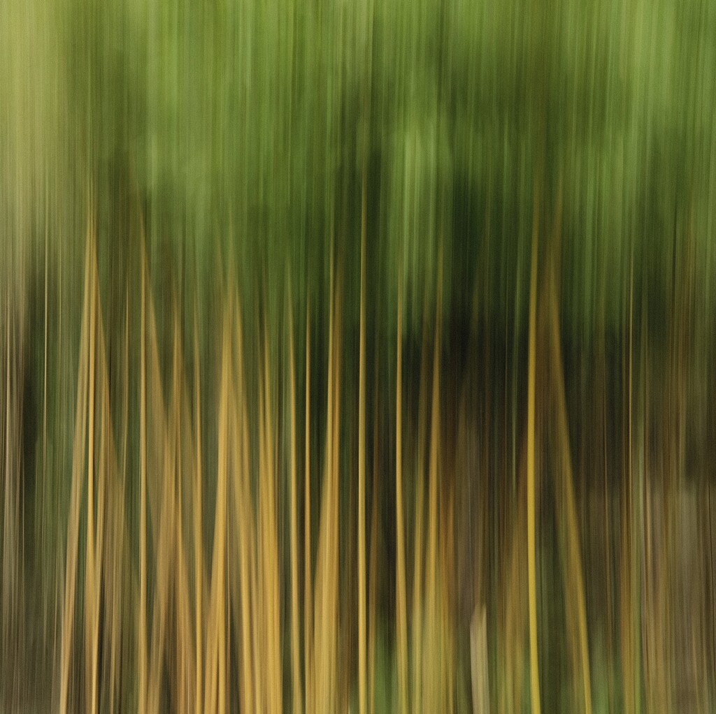 Bamboo ICM by 4rky