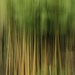 Bamboo ICM