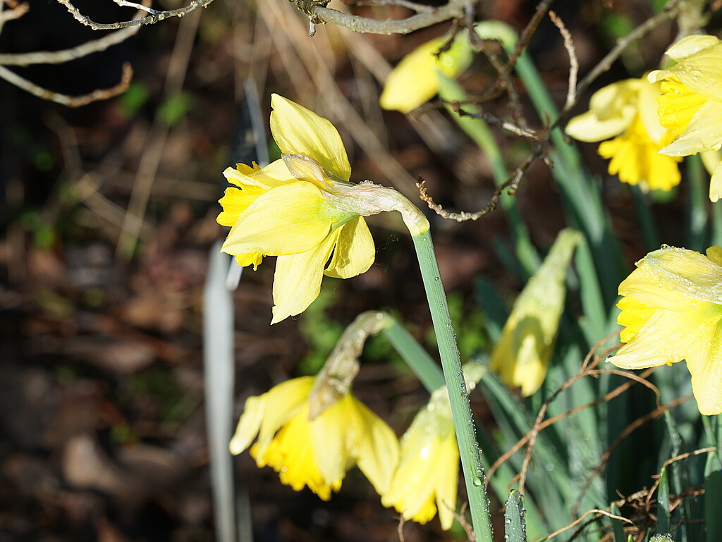daffodils by quietpurplehaze