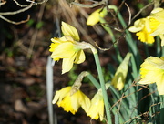 15th Jan 2022 - daffodils
