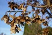 13th Jan 2022 - Dry tatar maple leaves