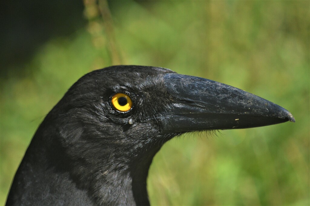 Portrait of a Sticky Beak  by kgolab