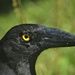 Portrait of a Sticky Beak 