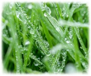 15th Jan 2022 - Frosty Droplets