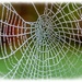Web Of Pearls by carolmw