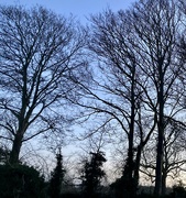 16th Jan 2022 - Winter trees 7. Ash