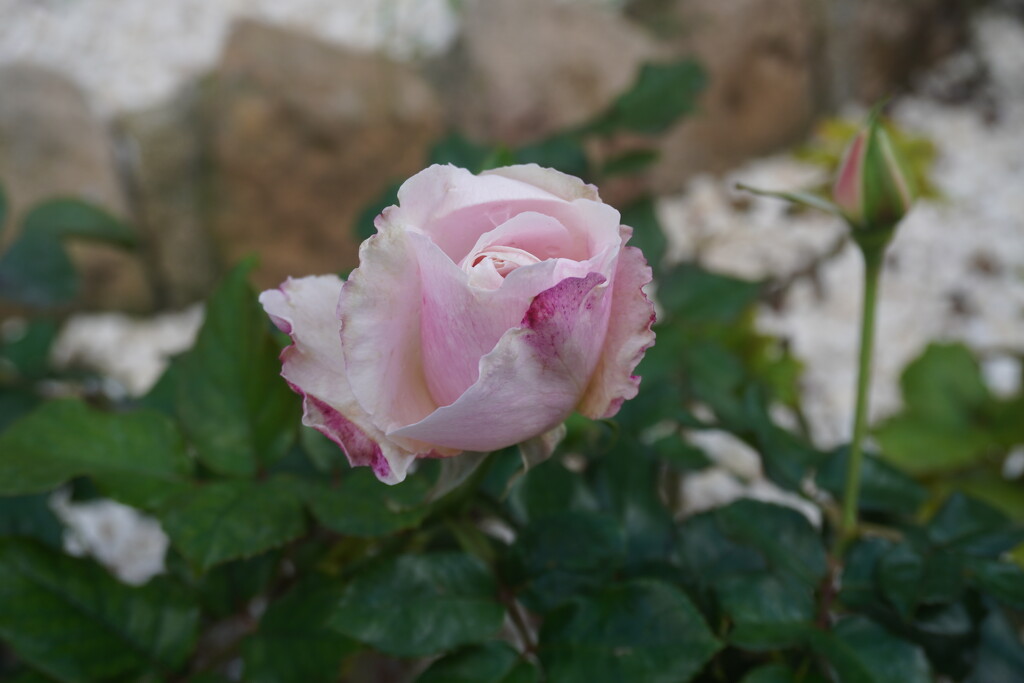 Our Delicate pink rose  by beverley365