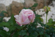 15th Jan 2022 - Our Delicate pink rose 