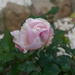 Our Delicate pink rose  by beverley365