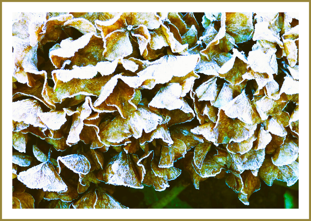 Frost on the hydrangea flower head  by beryl