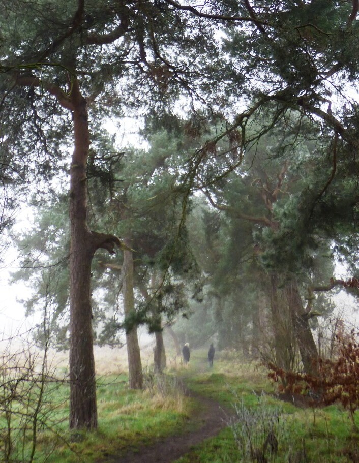 A Walk on a Misty Afternoon by fishers