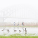 Zwolle bridge at fog