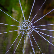 15th Jan 2022 - Incomplete Spiders web