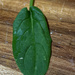 2022-01-13 Leaf by cityhillsandsea