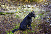 15th Jan 2022 - Black Pearl Pondering the Downed Trees After Windstorm 