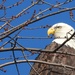 Bald Eagle by frantackaberry