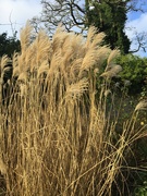15th Jan 2022 - Winters reeds at Croft Castle