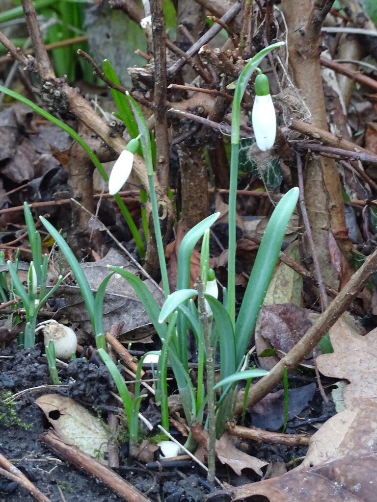 First snowdrops in the garden by marianj