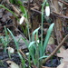 First snowdrops in the garden by marianj