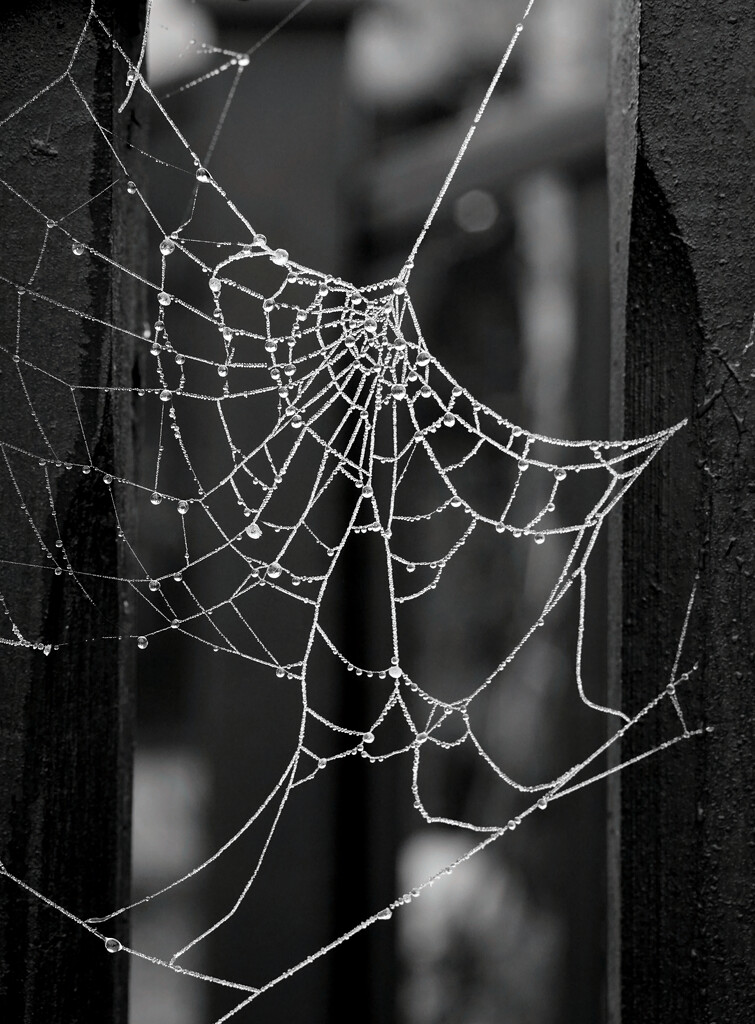 Decking Cobweb  by phil_howcroft