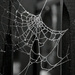 Decking Cobweb 