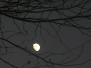14th Jan 2022 - Clear skies and bright moon this afternoon