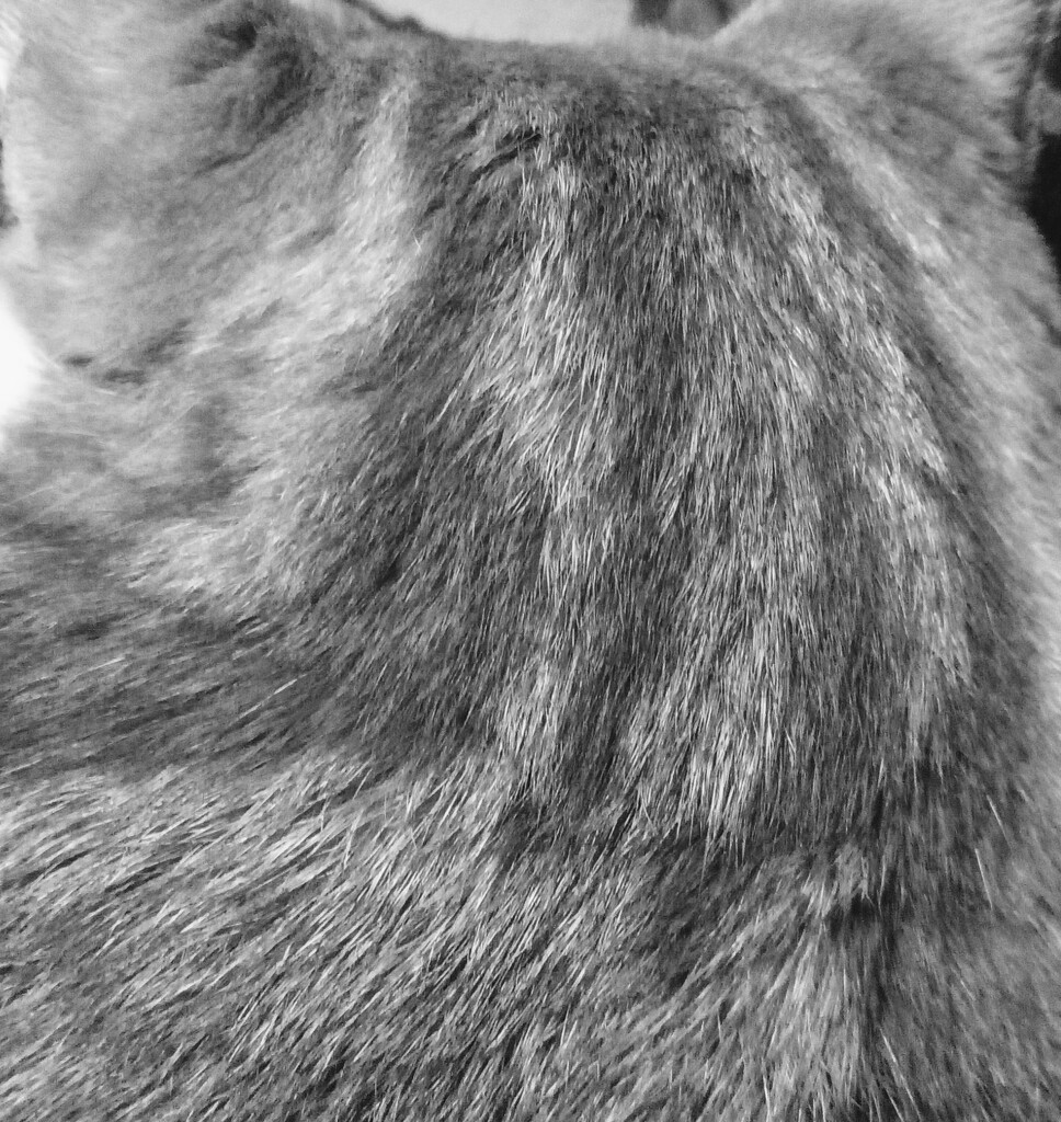 Cat fur by samcat