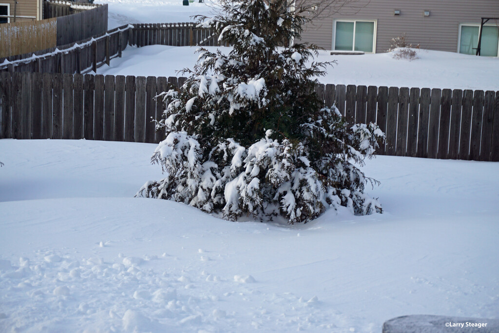Snow in the backyard by larrysphotos