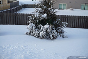 15th Jan 2022 - Snow in the backyard