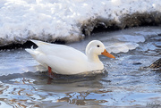 15th Jan 2022 - The White Duck