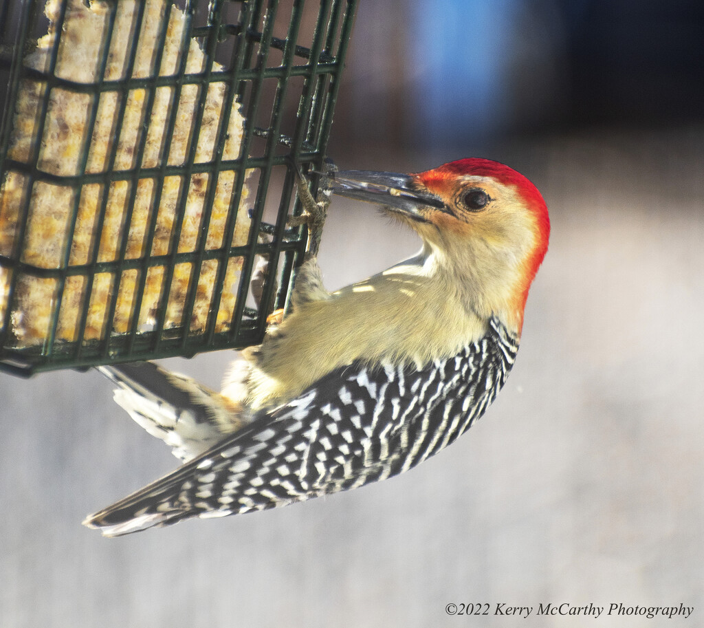 Red-bellied woodpecker by mccarth1