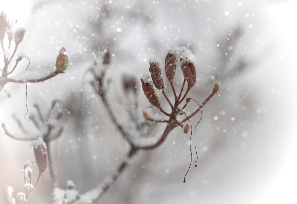 Snowy by lynnz