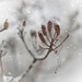Snowy by lynnz